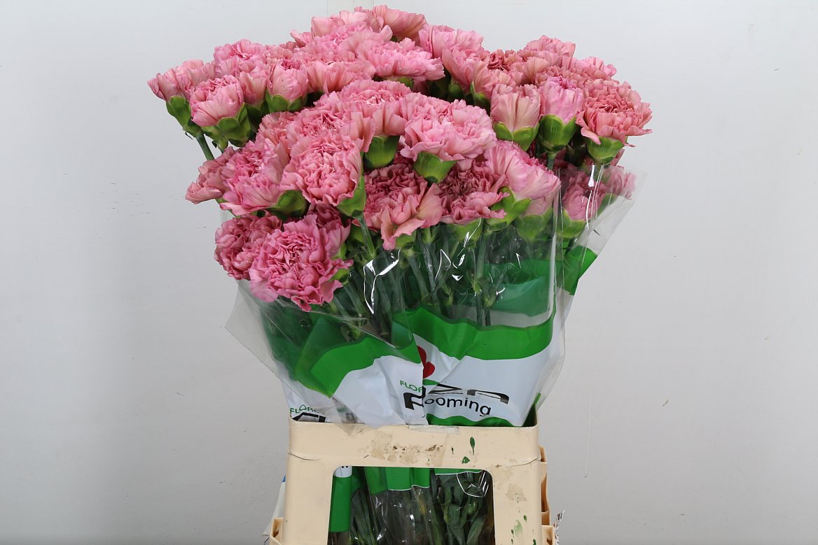 Dianthus Single Lege 70cm