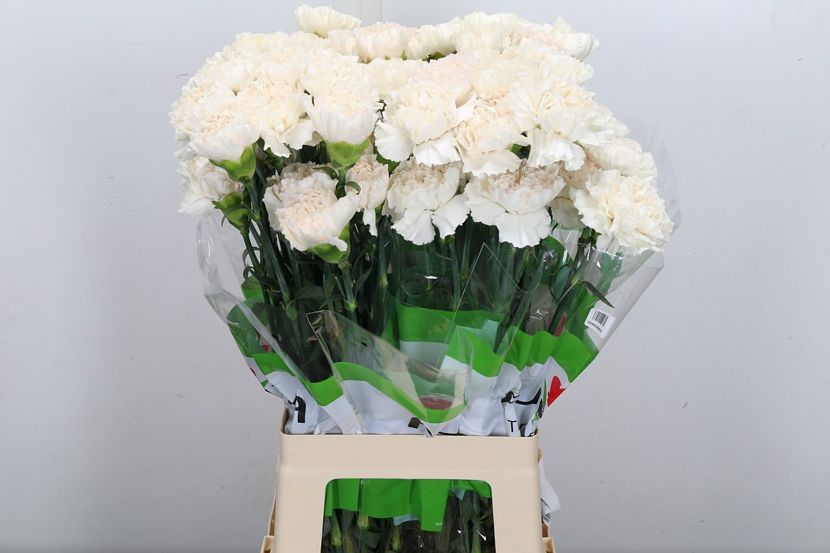 Dianthus Single Moon Golem 70cm
