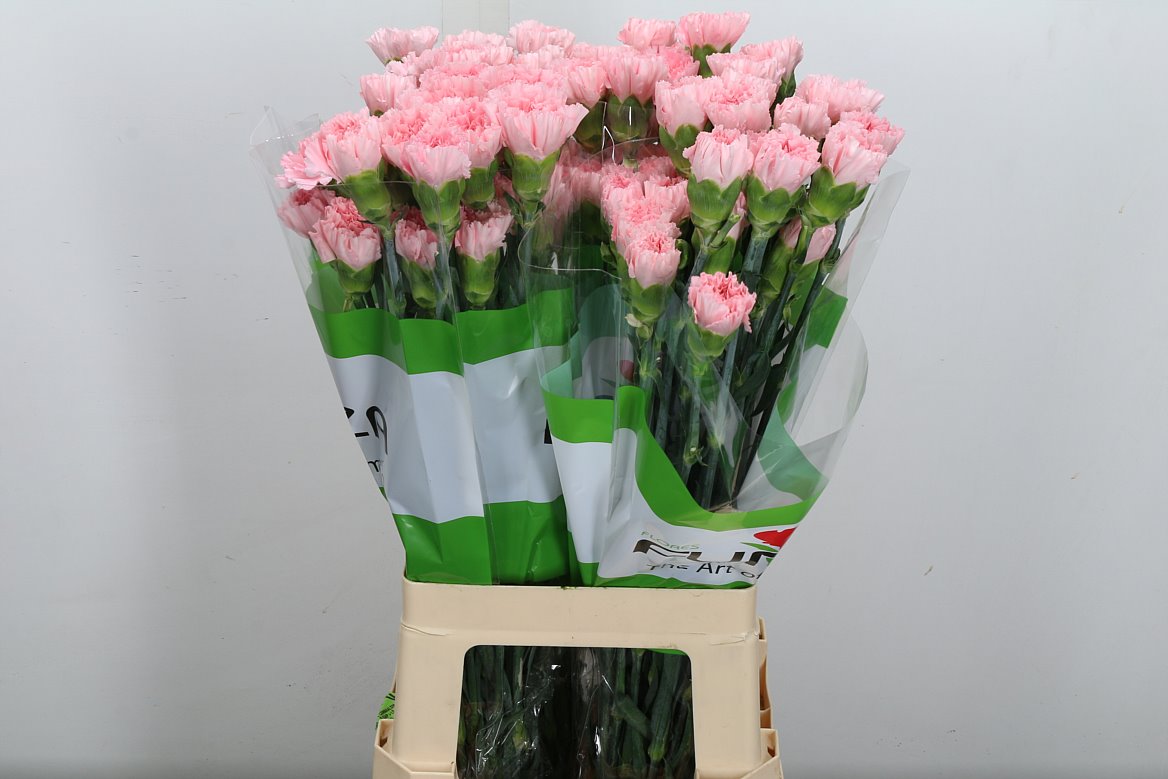 Dianthus Single Doncel 70cm