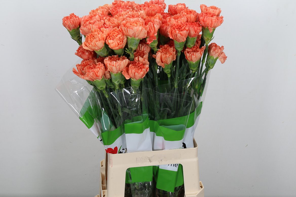 Dianthus Single Hermes Orange 70cm
