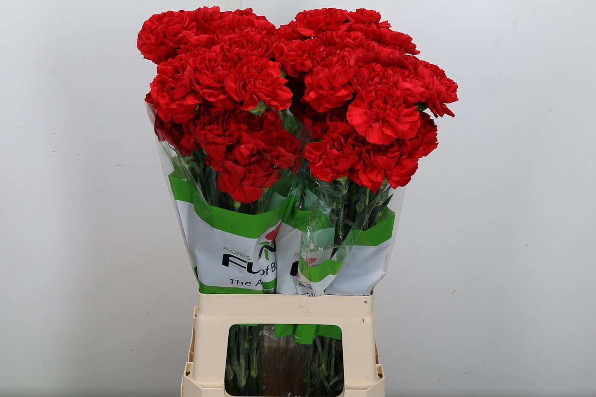 Dianthus Single Grandsole 70cm