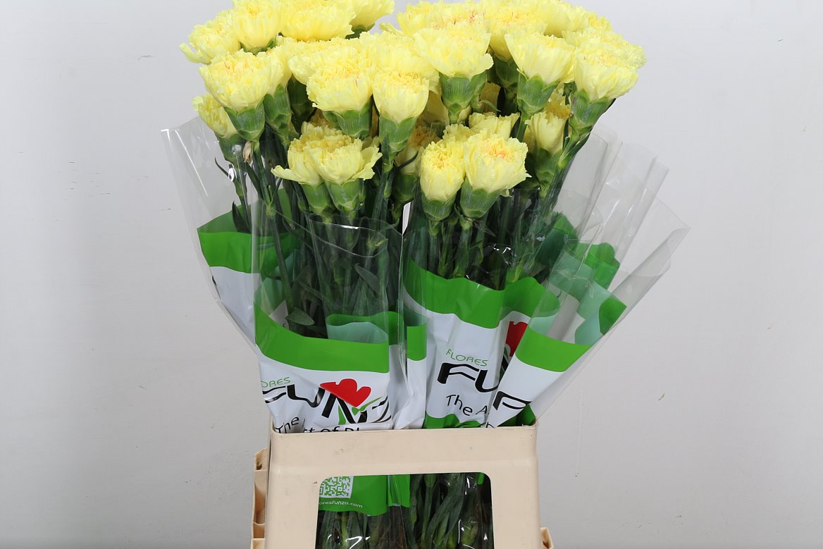 Dianthus Single Hermes 70cm