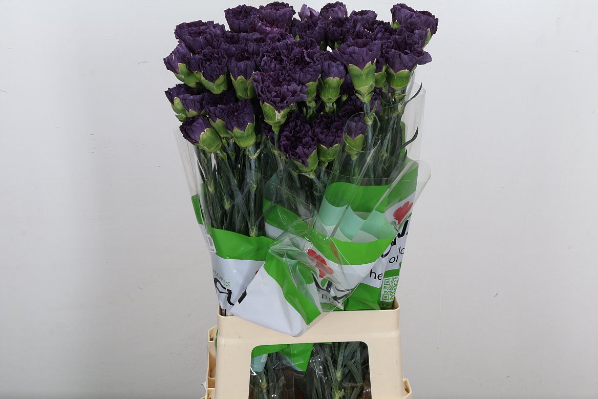 Dianthus Single Extasis 70cm