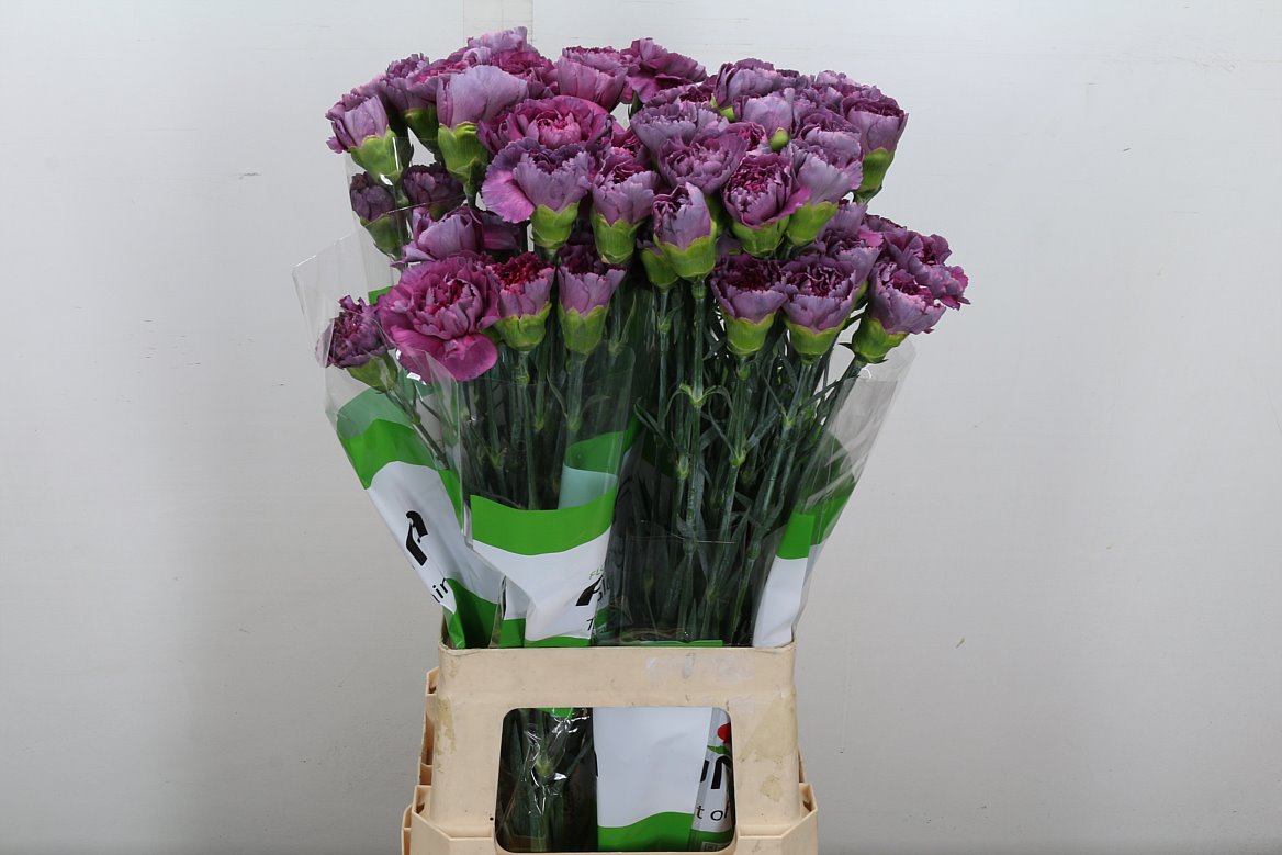 Dianthus Single Hypnosis 70cm