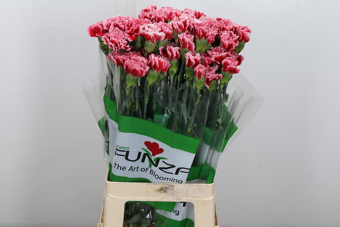 Dianthus Single Cheerio 70cm