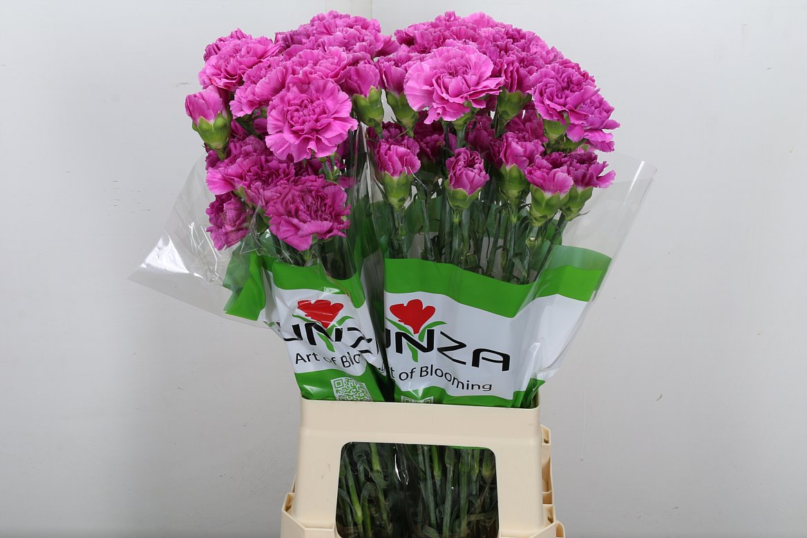 Dianthus Single Farida 70cm