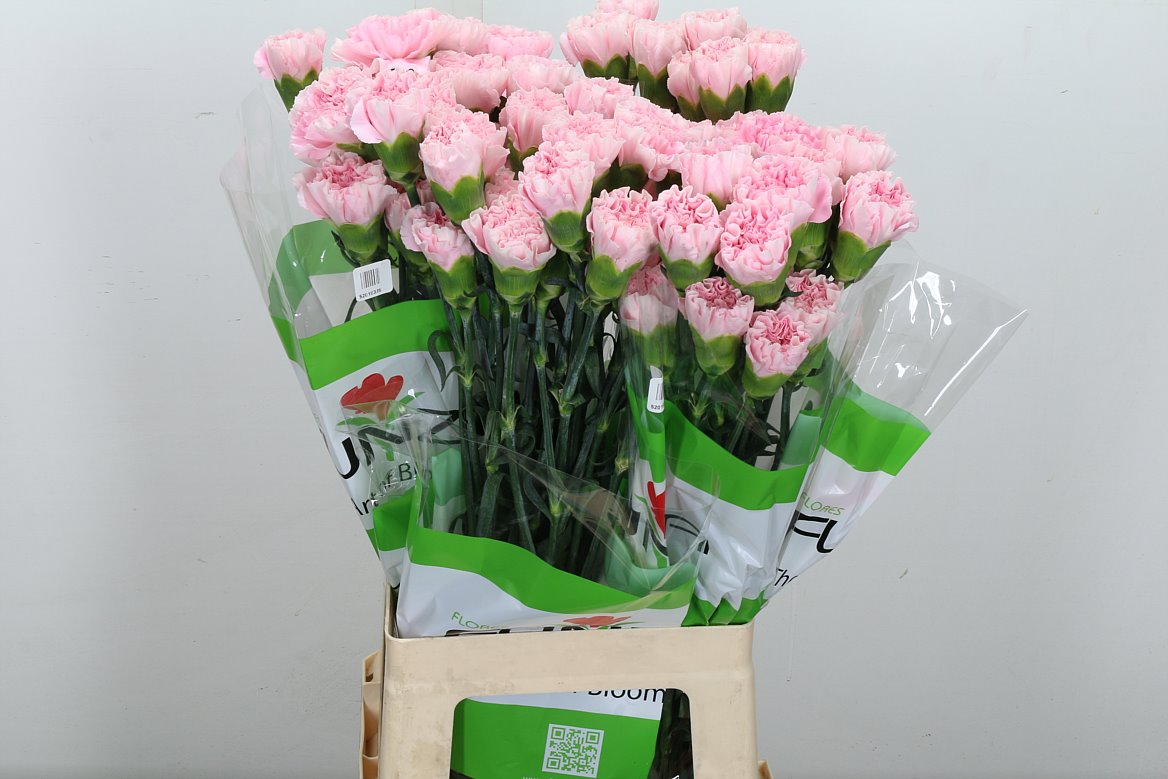 Dianthus Single Essiana 70cm