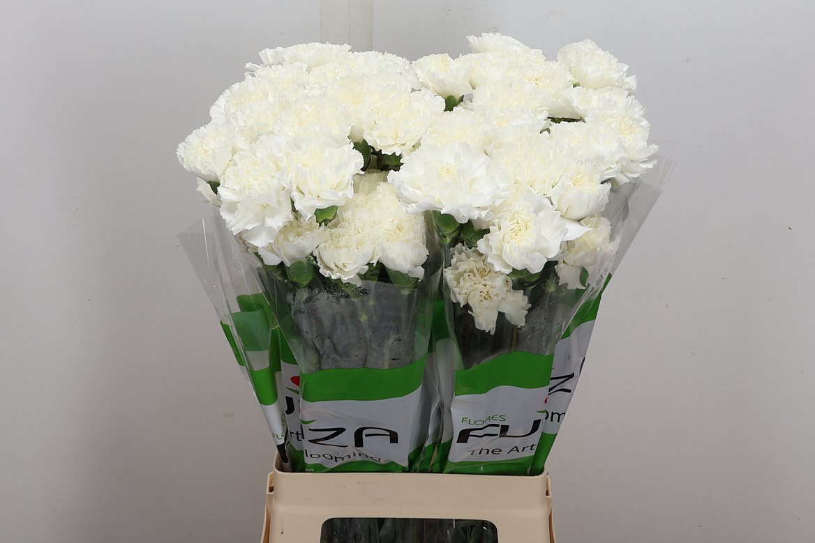 Dianthus Single Delphi 70cm