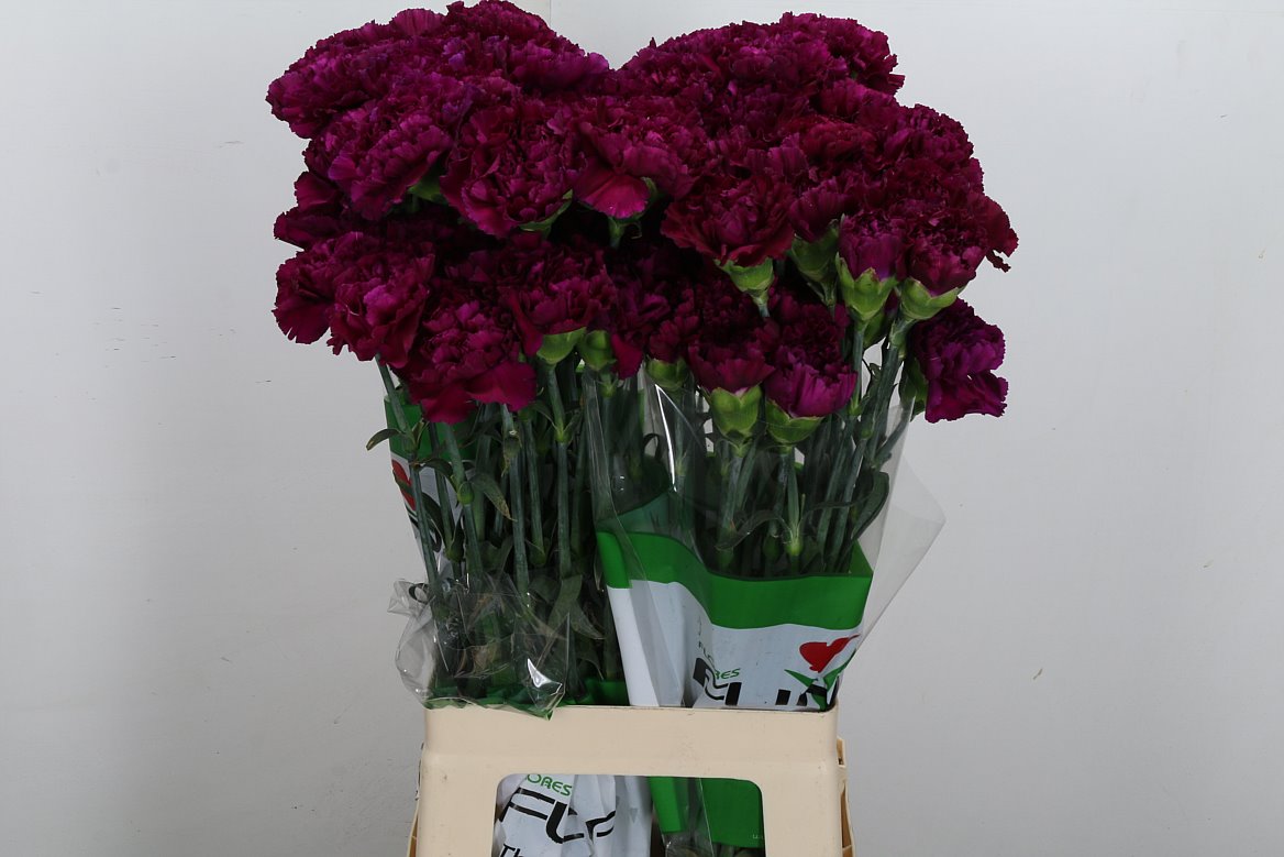 Dianthus Single Golem 70cm
