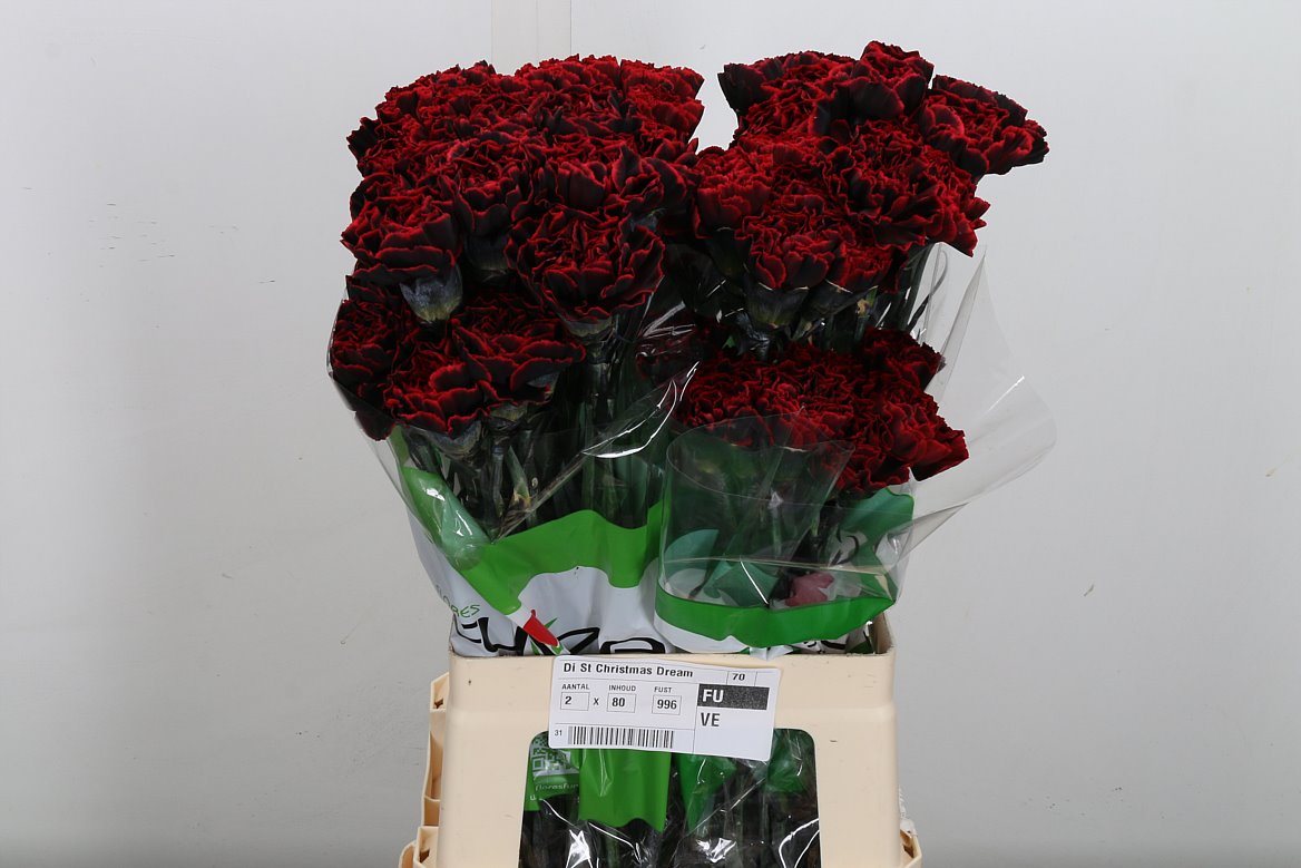 Dianthus St Ptd 70cm
