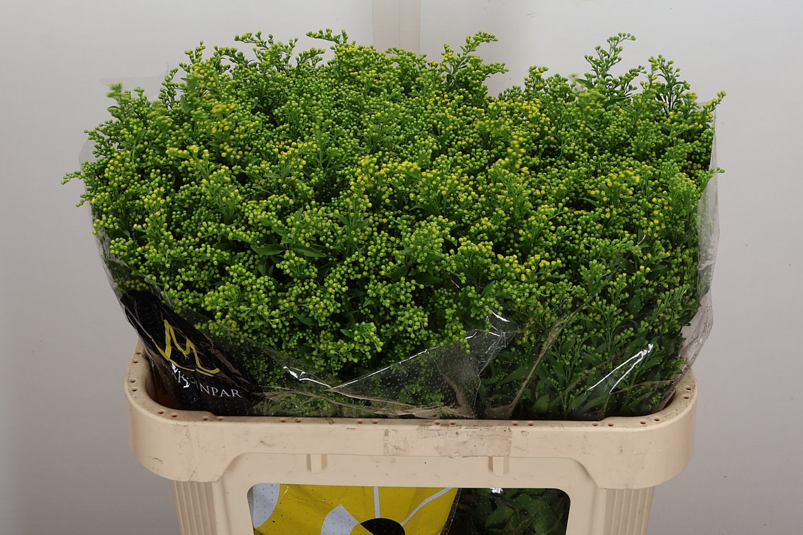Solidago Carzan Glory 70cm 40gr.