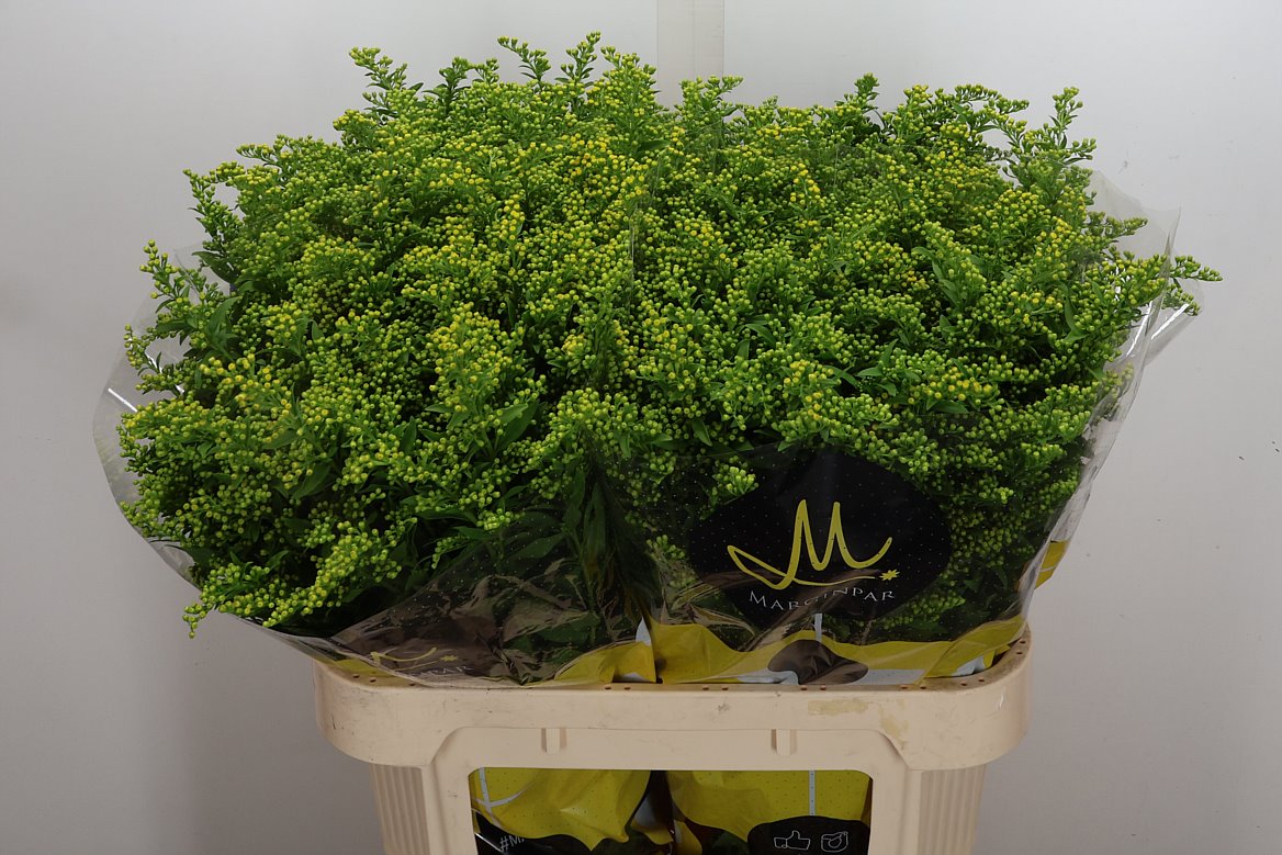 Solidago Carzan Glory 80cm 40gr.