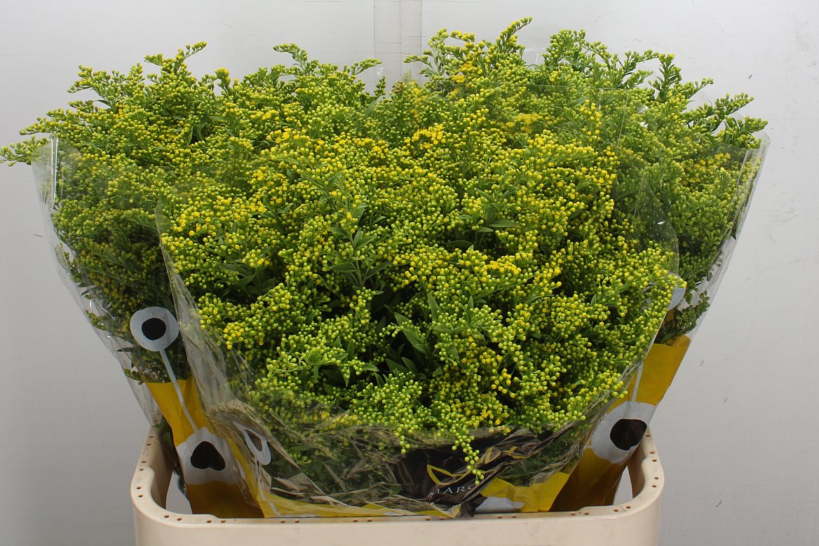 Solidago Carzan Glory 80cm 50gr.
