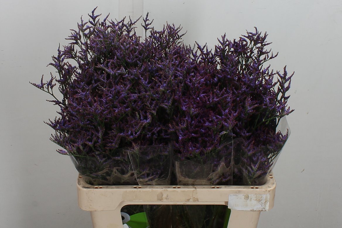 Limonium Safora Dark Blue 60cm 20gr.