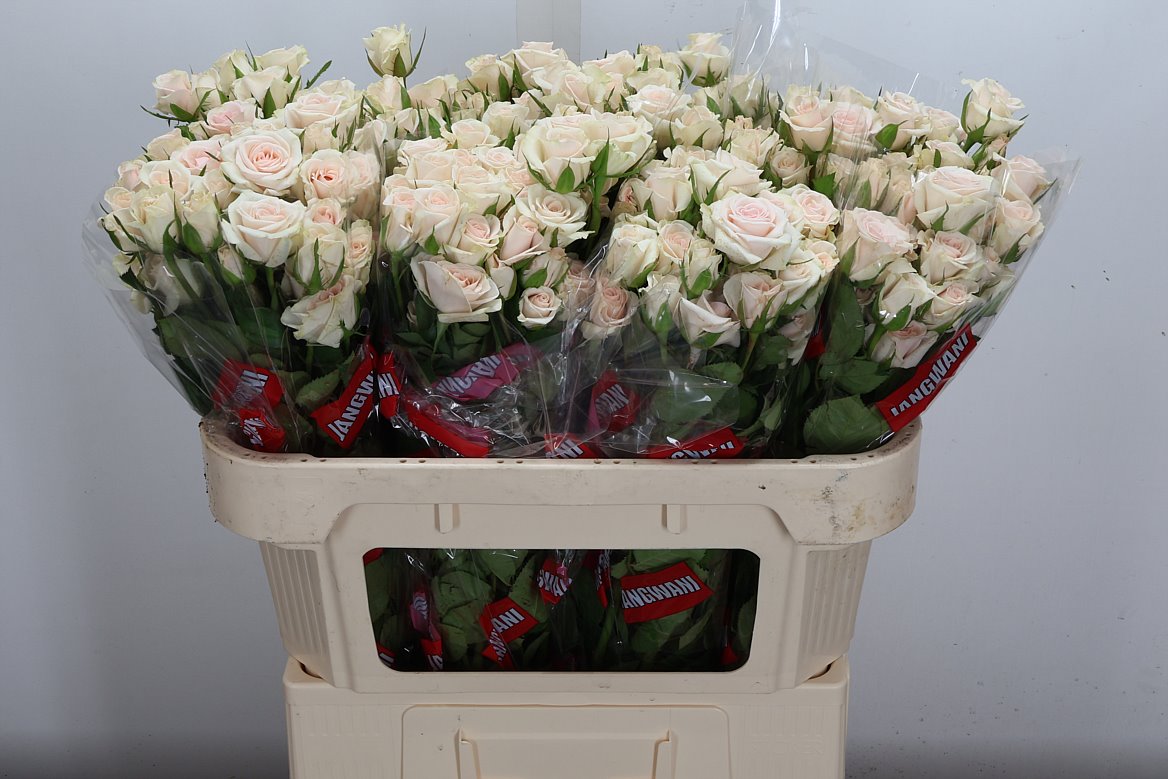 Rosa Spray Royal Porcelina 70cm 5+