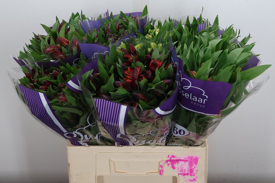 Alstroemeria Mix 60cm 40gr.