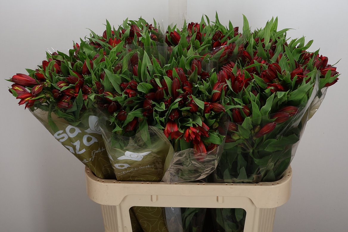 Alstroemeria Hot Pepper 75cm 55gr.