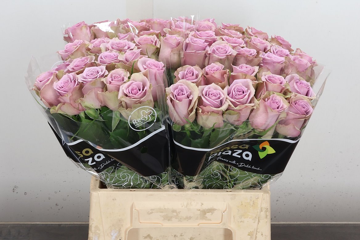 Rosa Samantha's Bridal 40cm