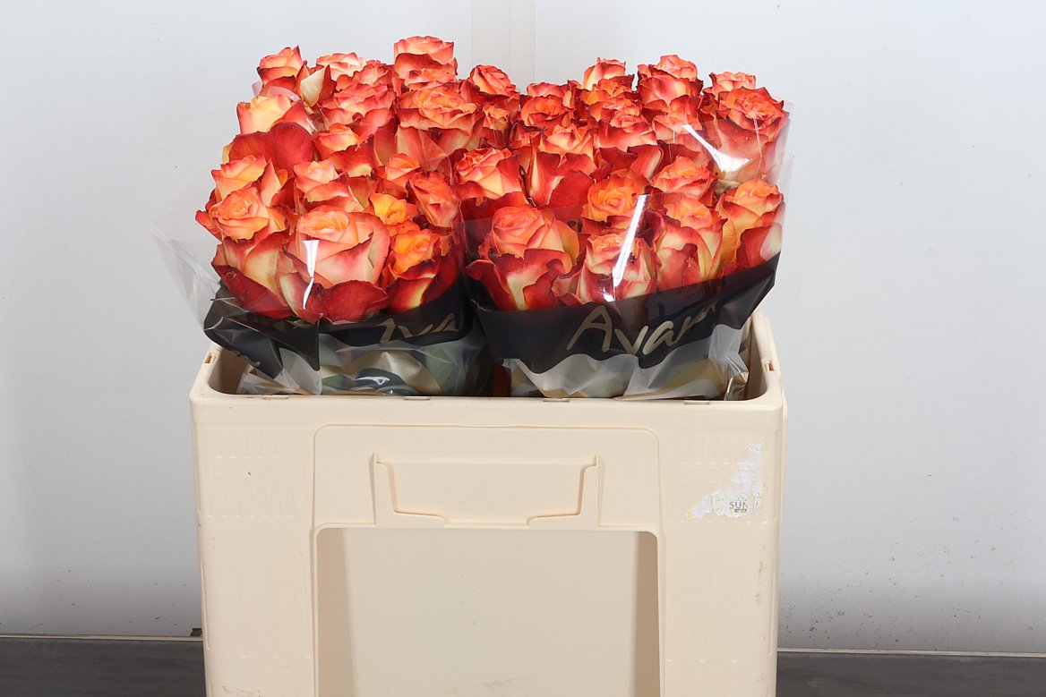 Rosa Habari@ 50cm
