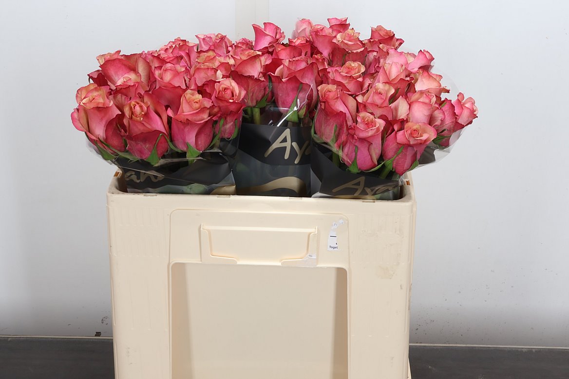 Rosa Vintage 50cm