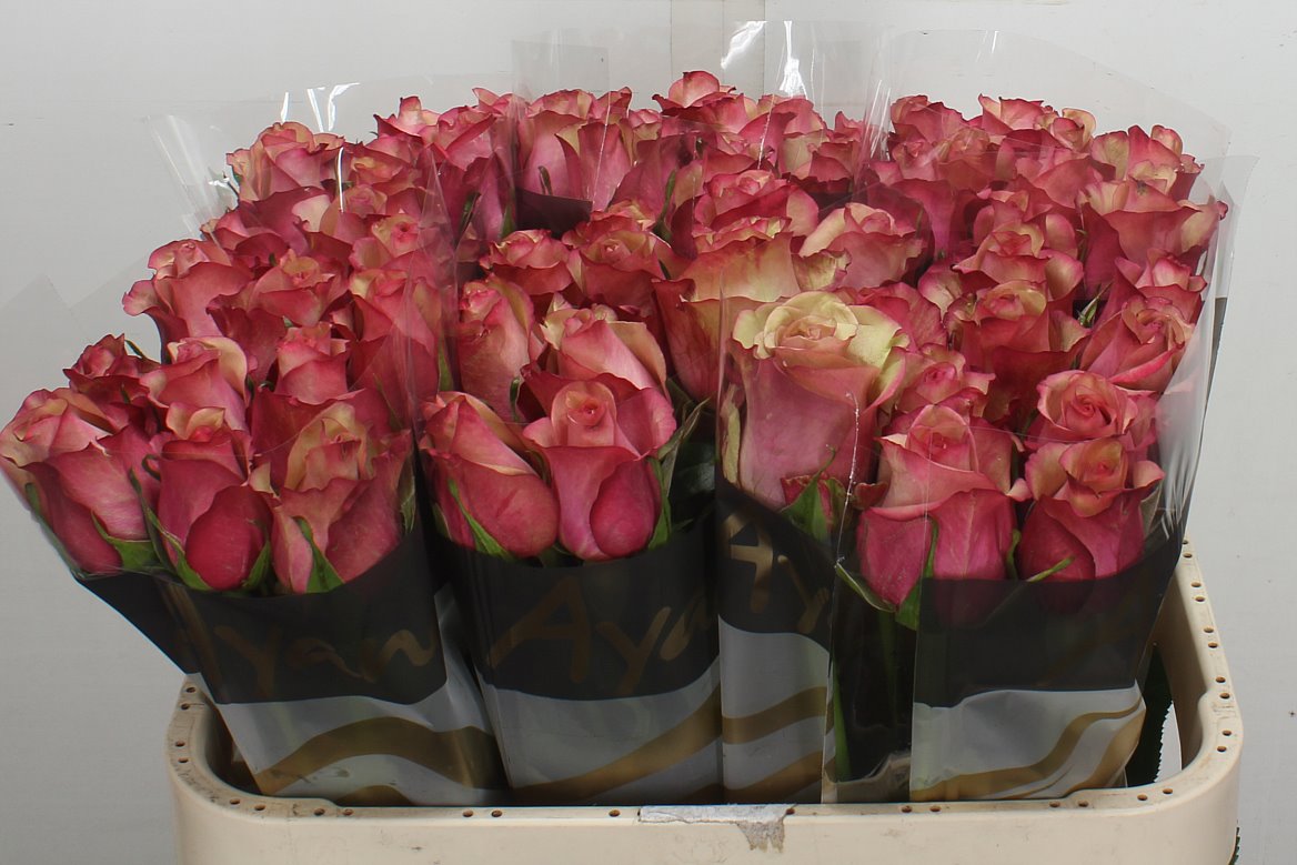 Rosa Vintage 70cm