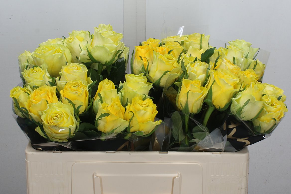 Rosa Golden Smile 50cm