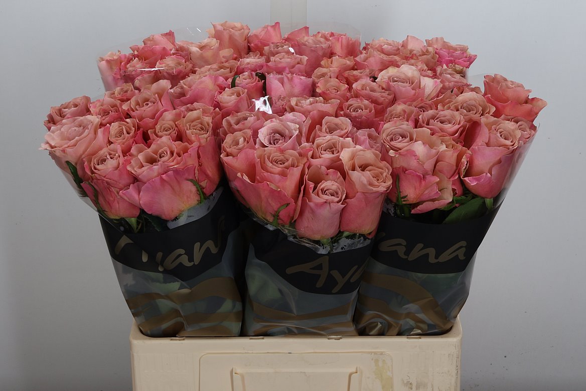 Rosa Moccachino 60cm