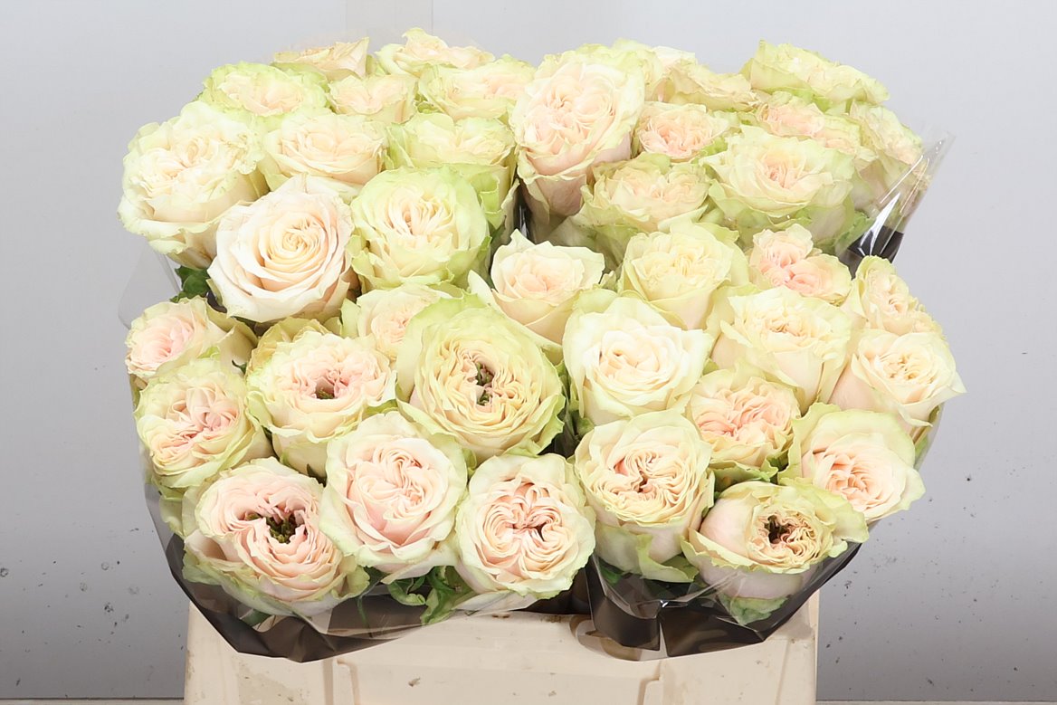 Rosa Country Spirit Secret 40cm