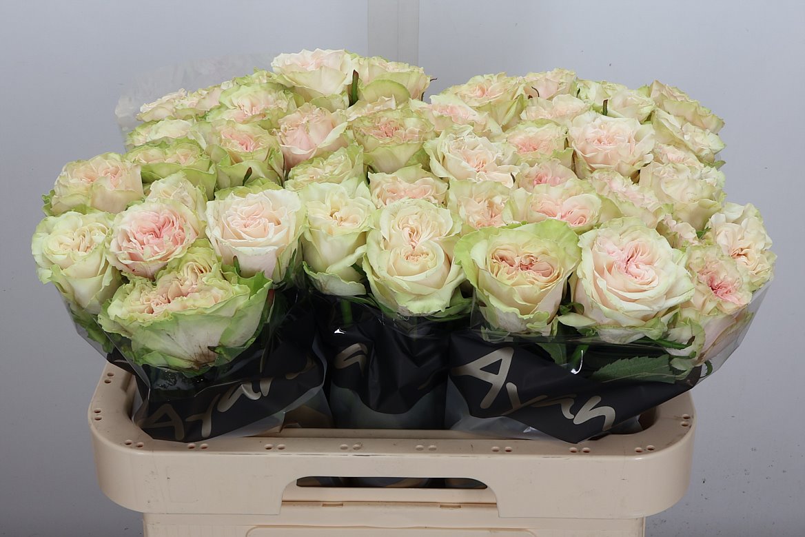 Rosa Country Spirit Secret 60cm