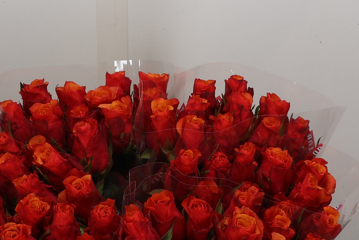 Rosa Country Spirit Candy 50cm