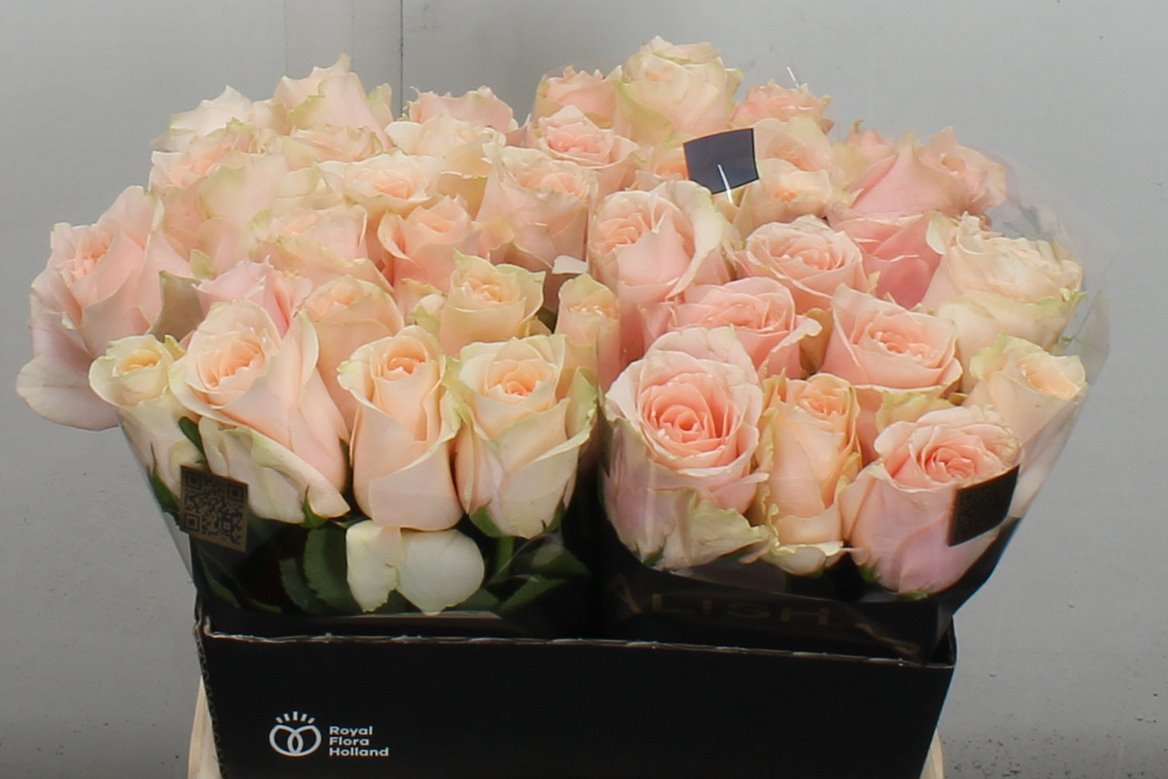 Rosa Harmony Peach 40cm