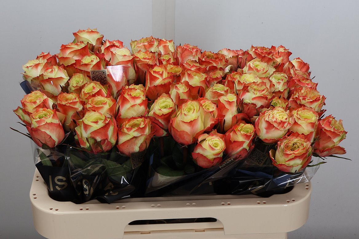 Rosa Adventure 60cm