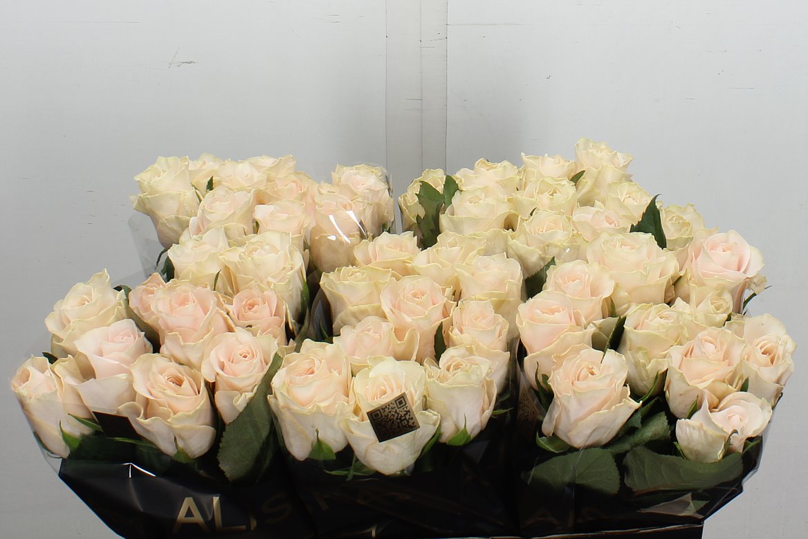 Rosa Pomarosa 60cm