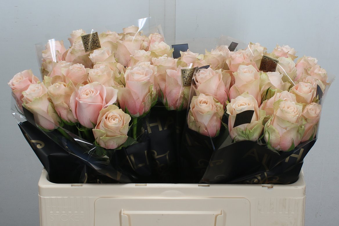 Rosa Lady Cava+ 50cm