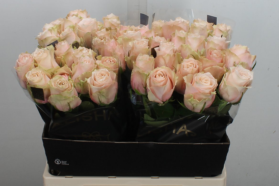Rosa Lady Cava+ 60cm