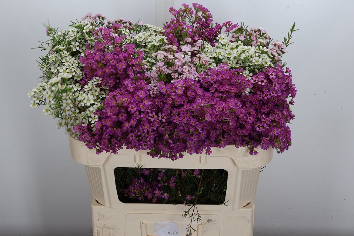 Chamelaucium Mixed In Bunch 70cm 45gr.