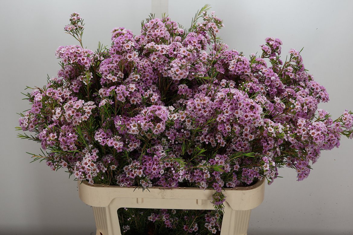 Chamelaucium Giselle 80cm 50gr.