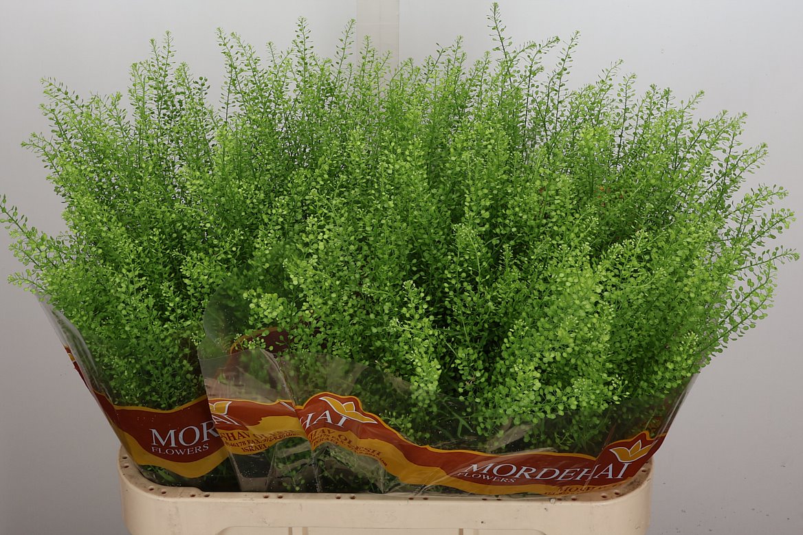 Lepidium Ruderale Green Bell 80cm 20gr.