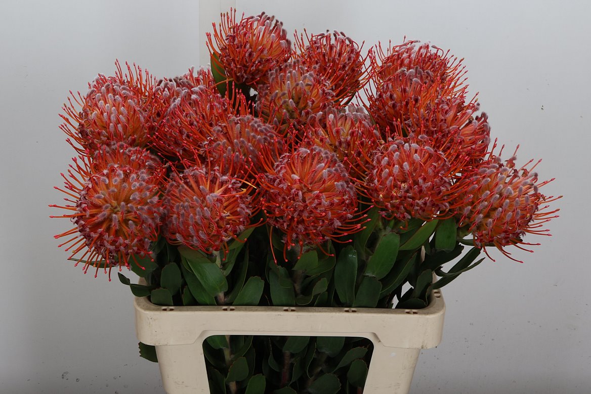 Leucospermum Naomi 60cm