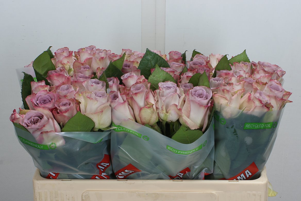 Rosa Memory Lane! 50cm