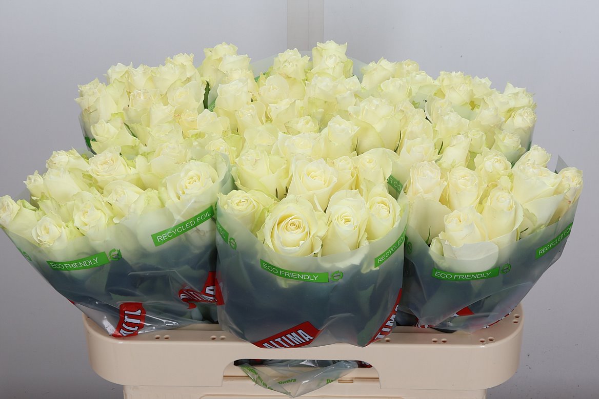 Rosa Albatros 60cm
