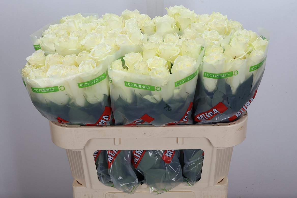 Rosa Albatros 70cm
