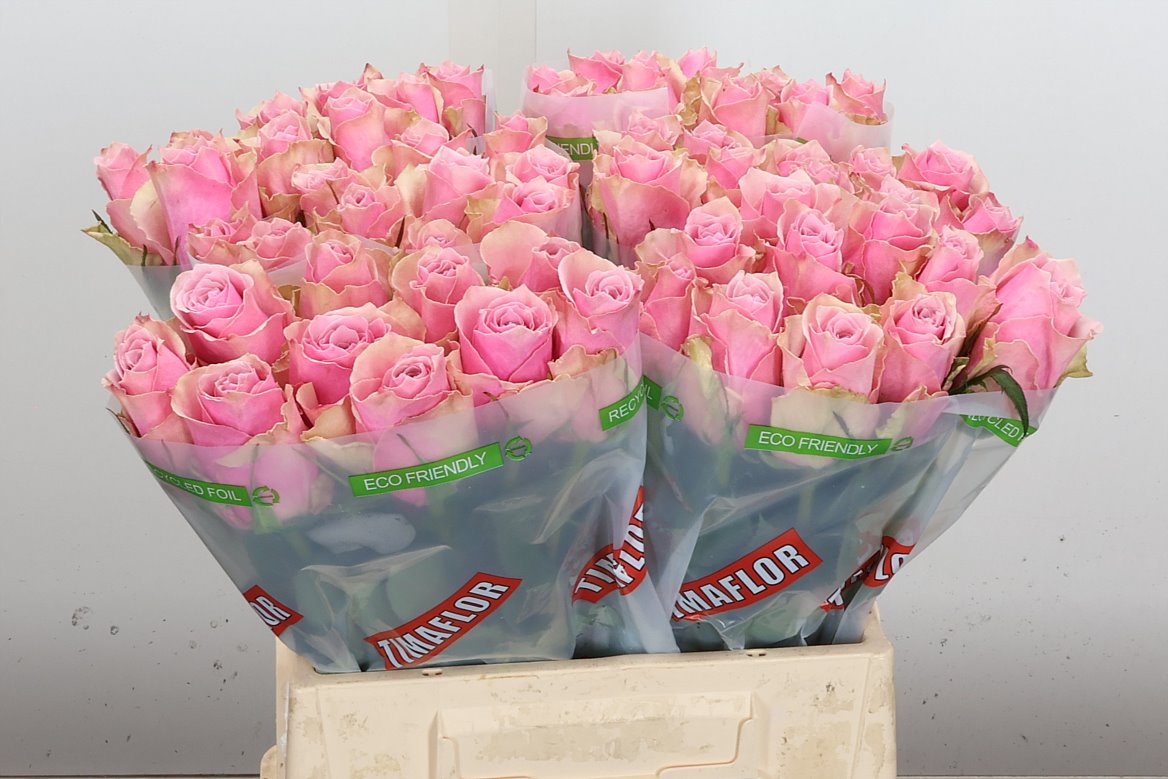 Rosa Athena Royale 40cm