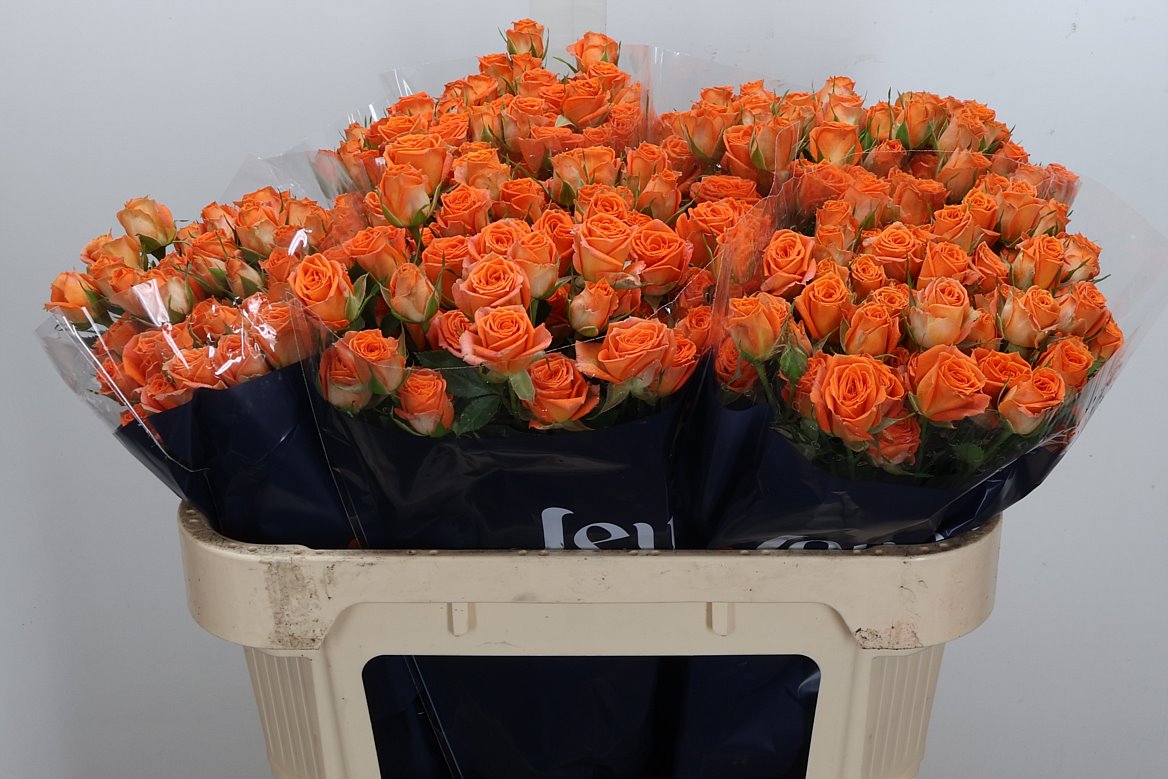 Rosa Spray Picanto 70cm 7+