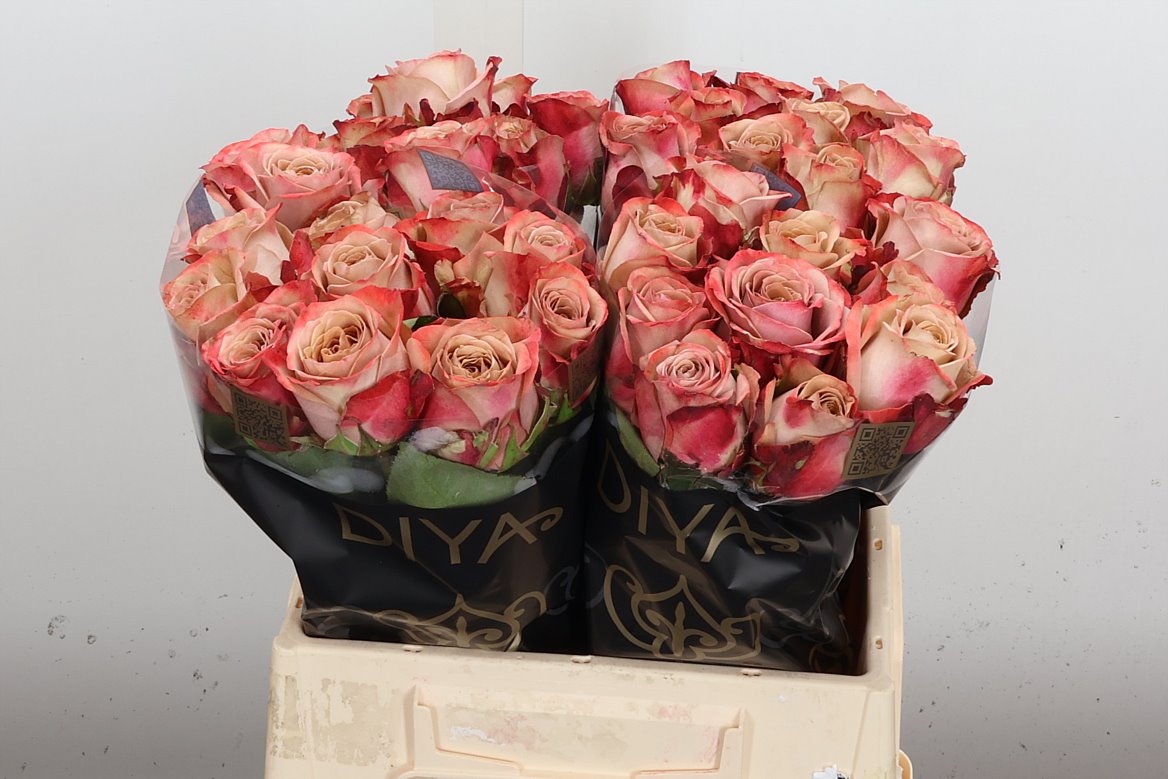 Rosa Cappuccino 40cm