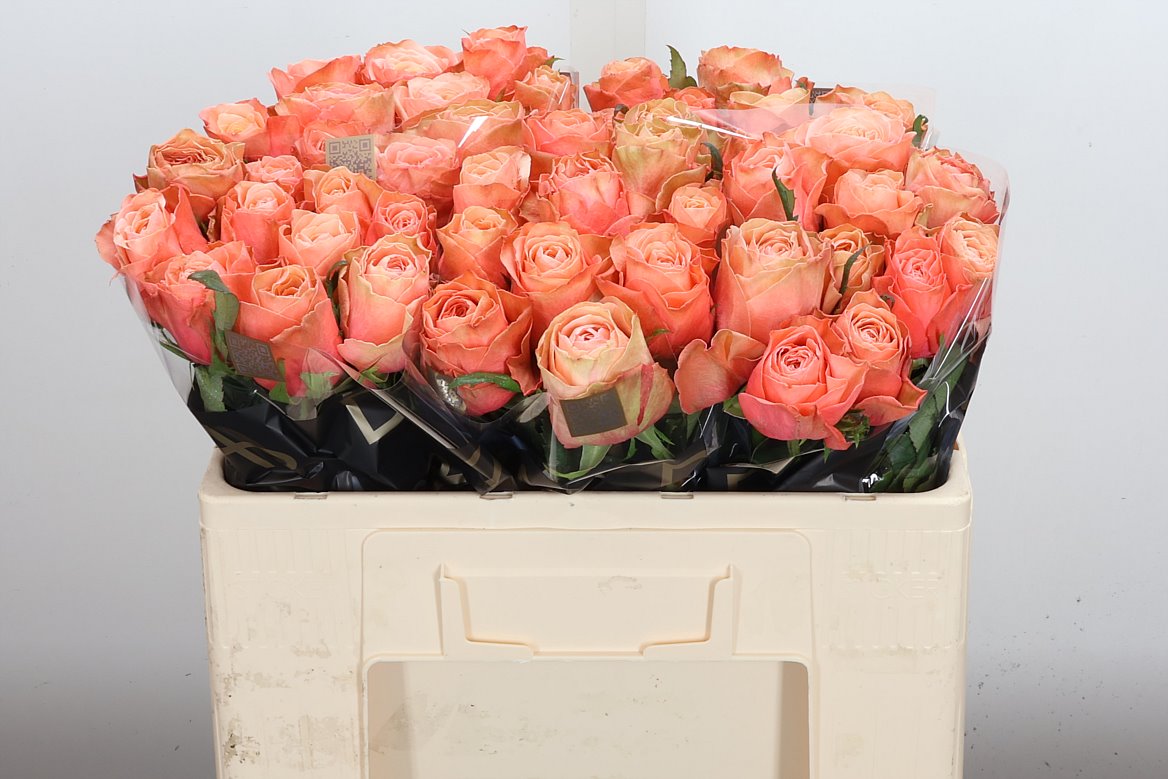 Rosa Kahala Bb 50cm