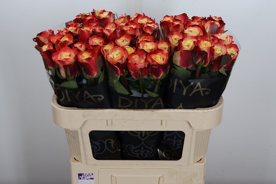 Rosa Eagle Eye+ 70cm