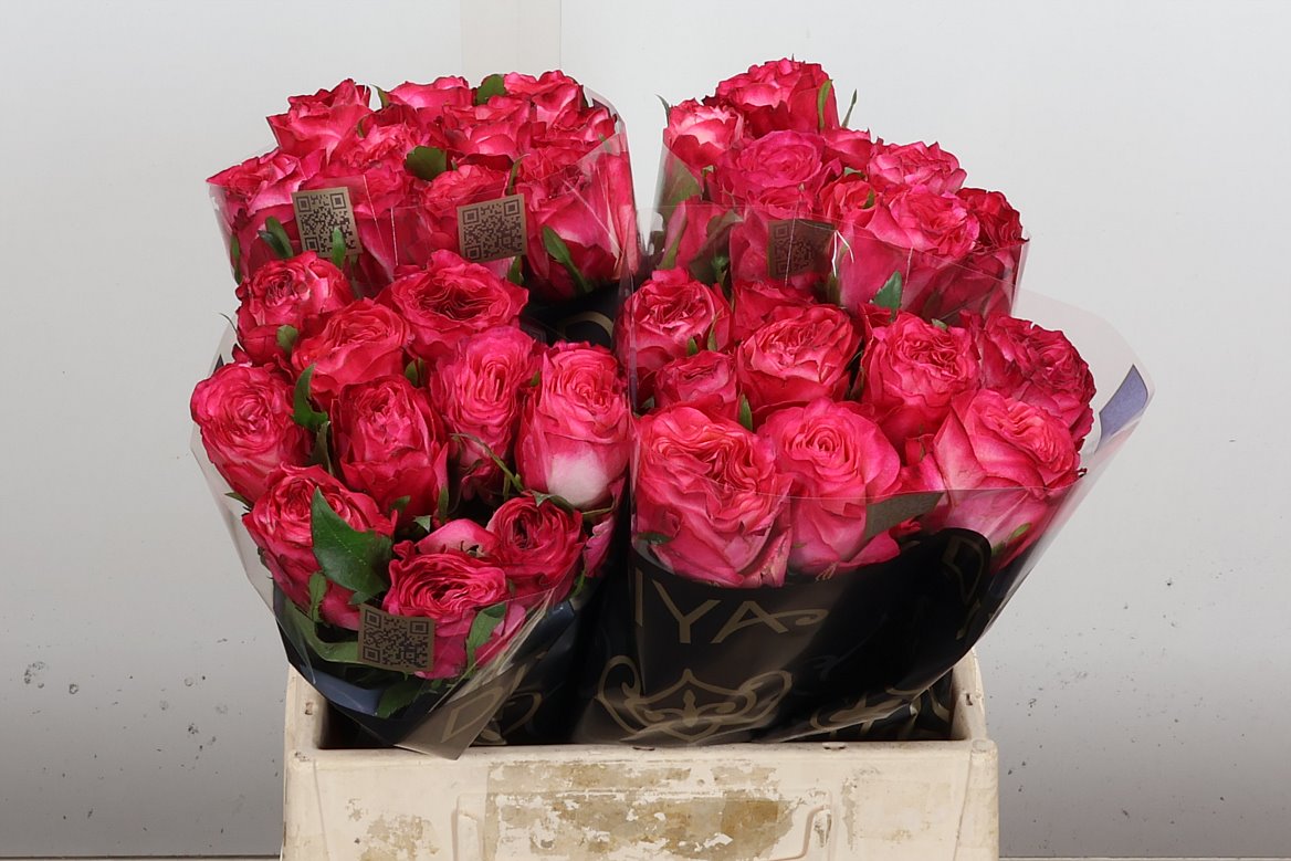 Rosa Enchantment 40cm