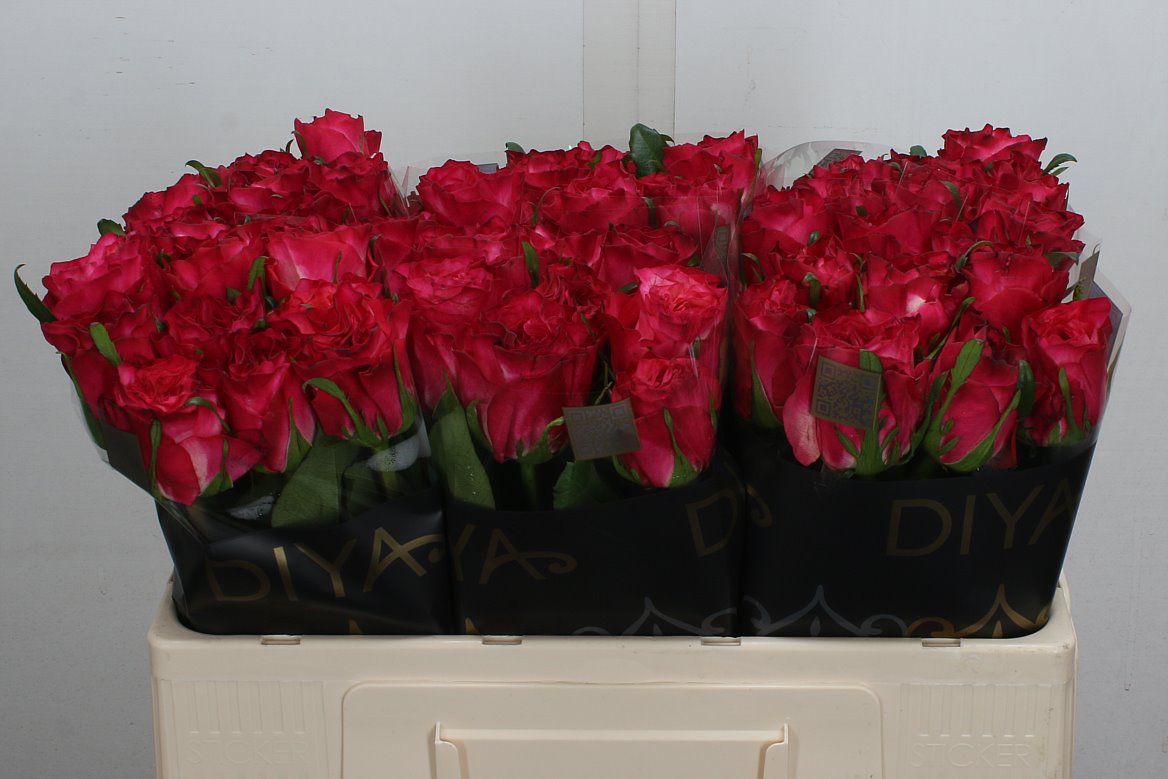 Rosa Enchantment 50cm