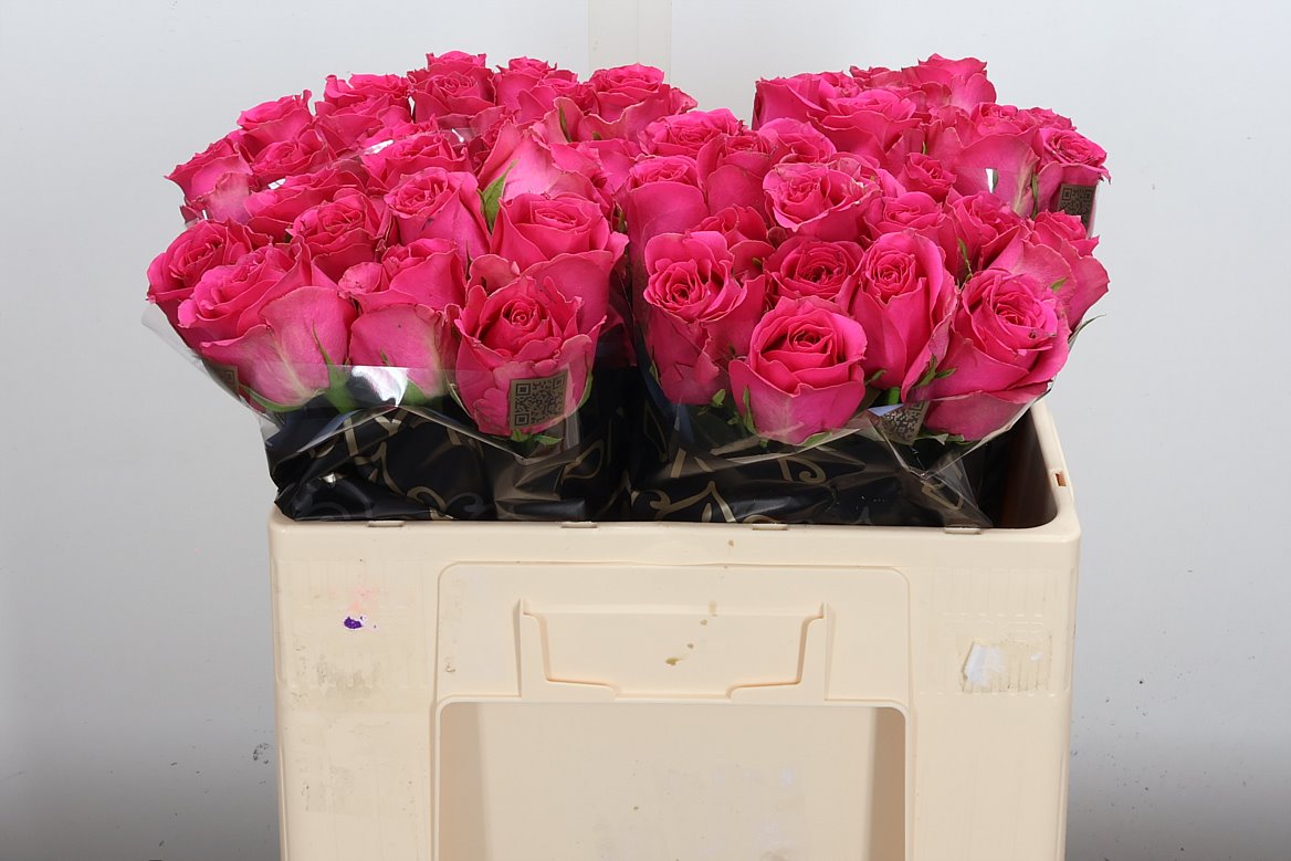 Rosa Hottie+ 50cm